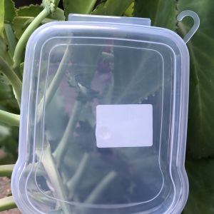 Sanduicheira transparente plasútil